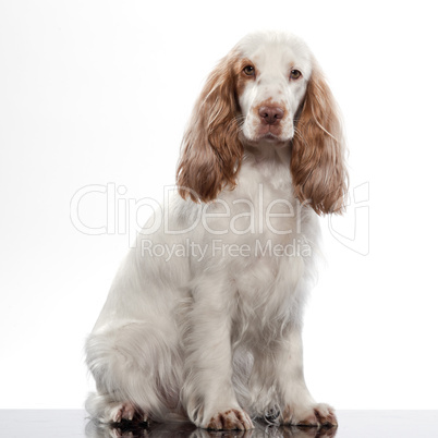 red English Cocker Spaniel