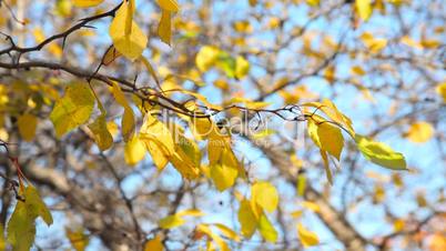 Autumnal leaves