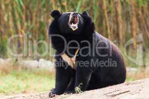 Asian Black Bear roaring