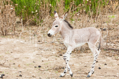 Somali wild ass in nature