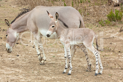 Somali wild ass baby and mother