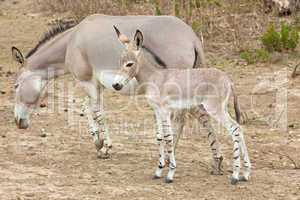 Somali wild ass baby and mother