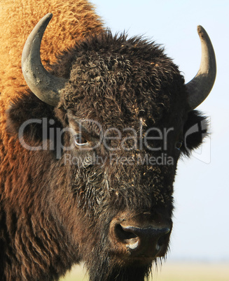 Close-up buffalo