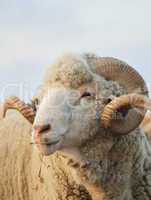 Close-up sheep