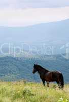 horse in the Carpathian Mountains