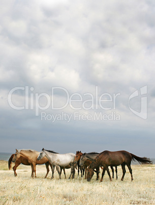 Herd of horses