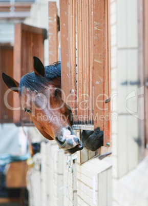 Horses behind bars