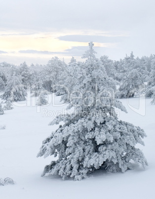 Snow covered tree