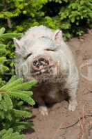 Schwein zwischen Tannen