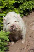 Schwein zwischen Tannen