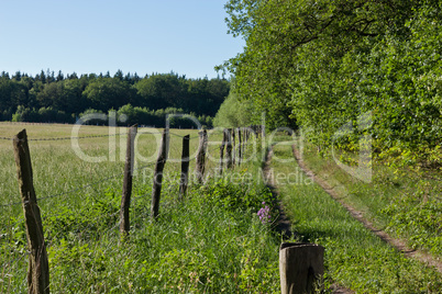 Feldweg am Waldrand