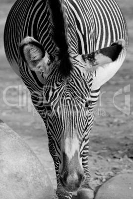 Zebra