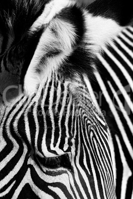 Zebra