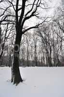 Tree and snow