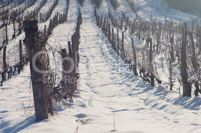 Snow in vineyard