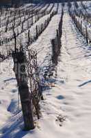 Snow in vineyard