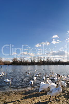 Swans on lake