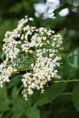 Blumen am Wegesrand