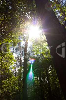 Sonne im Wald