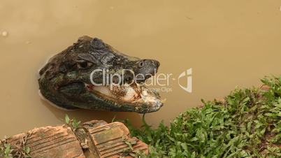 Krokodil, Südamerika