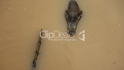 Krokodil, Südamerika