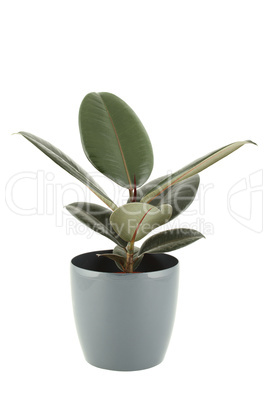 Ficus tree