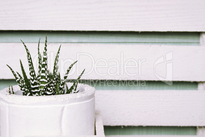 Cactus in a pot