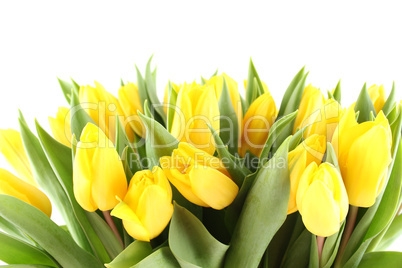 Tulips Bouquet isolated on white