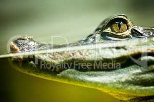 Caiman crocodilus