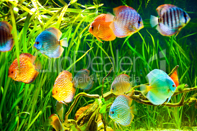 Symphysodon discus