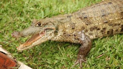 Krokodil  , Südamerika
