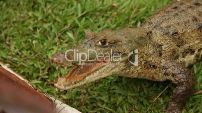 Krokodil Angriff, Südamerika