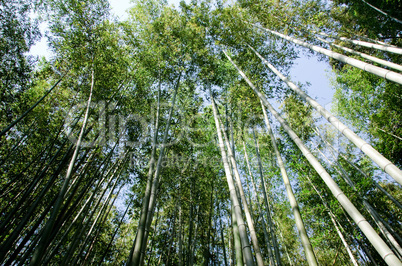 Bamboo forest seen from below