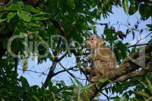 Japanese macaque sitting on a tree
