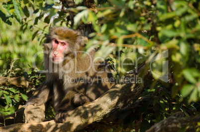 Japanese macaque sitting on the ground