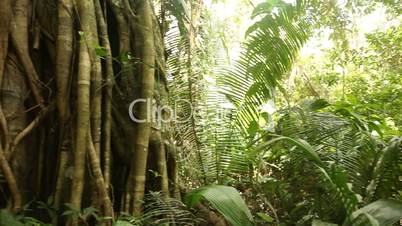 Regenwald, Südamerika