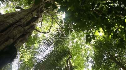 Regenwald, Südamerika