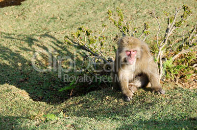 Japanese macaque sitting on the ground