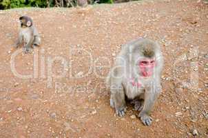 Female japanese macaque sitting on the ground