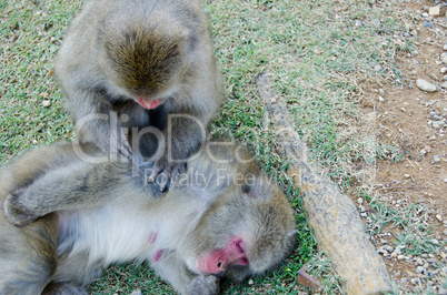 Two japanese macaques grooming