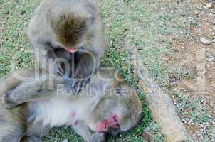 Two japanese macaques grooming