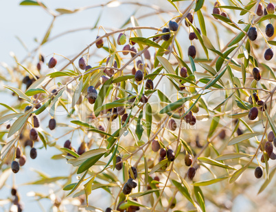 Black Olives On Olive Branches