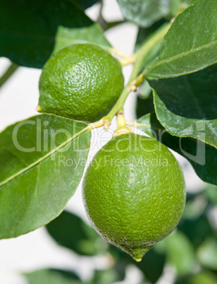 Fresh Green Limes