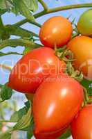 Red tomatoes in greenhouse