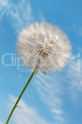 Dandelion against blue sky