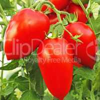 Rape red tomatoes in greenhouse