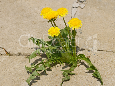 First spring dandelion flowers