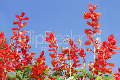 Red bright flowers