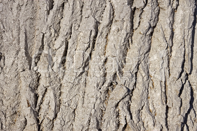 Bark covered with lime