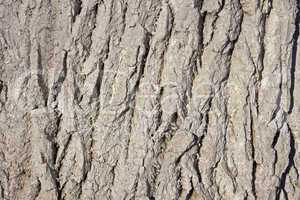 Bark covered with lime